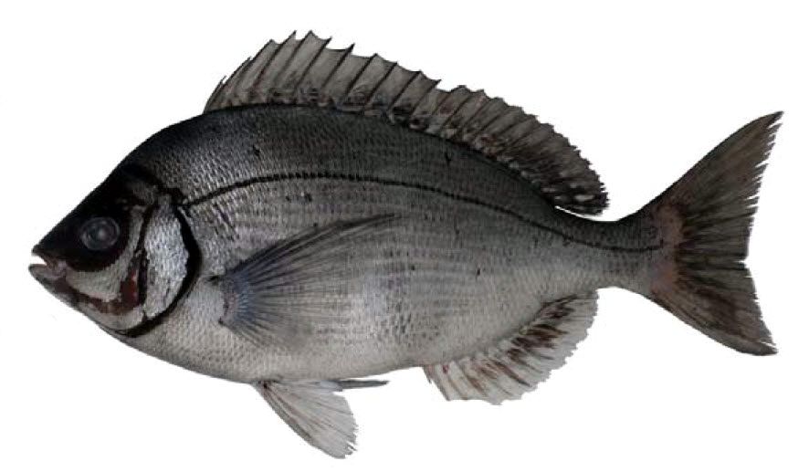 Spondyliosoma cantharus_03.jpg